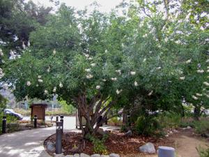 Eaton Canyon Nature Center building